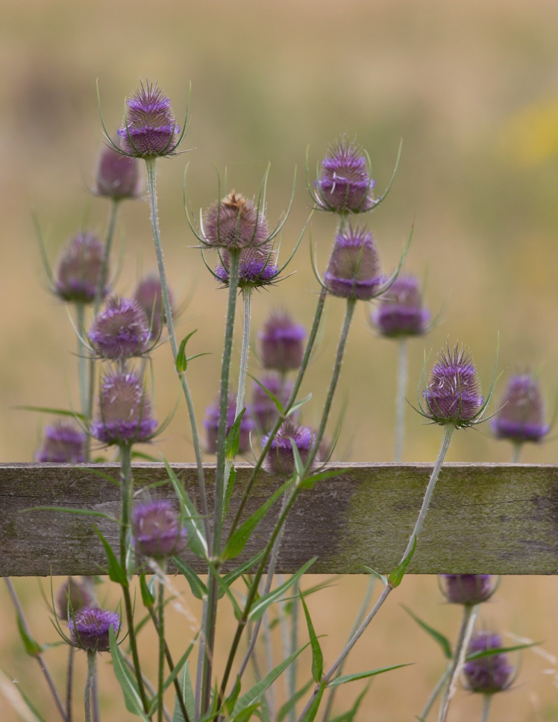 Borderpakket - natuurlijk - inheemse - planten - webshop